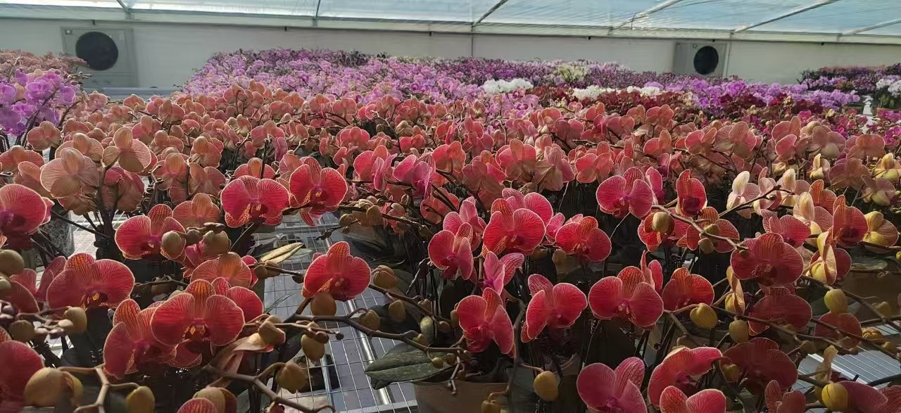 ���δ�ҵ  �ӱ�ʡ��ɽ��һ�ϱ����조��������Ƭ��