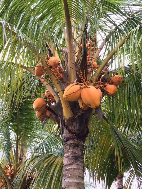 邀请函~文化中国·中国文化进万家优秀传统文化高峰论坛(走进文昌)暨文昌军事题材电影展系列文化活动 邀请函~文化中国·中国文化进万家优秀传统文化高峰论坛(走进文昌)暨文昌军事题材电影展系列文化活动