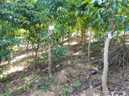 做强做大每好沉香实业 助力乡村振兴健康发展