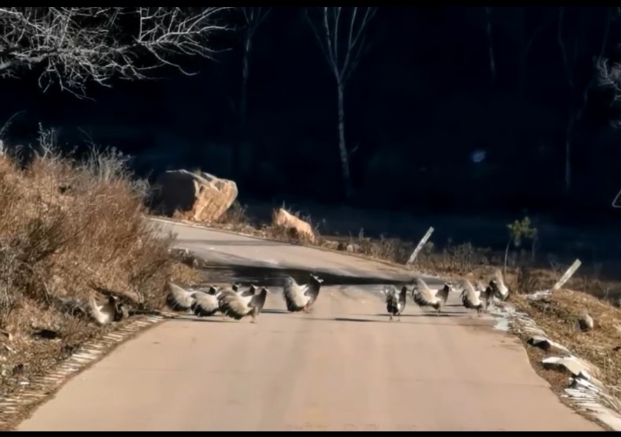 ɽʡ̫ɽֳֹϽƵֺȺӡ䡱ʳ