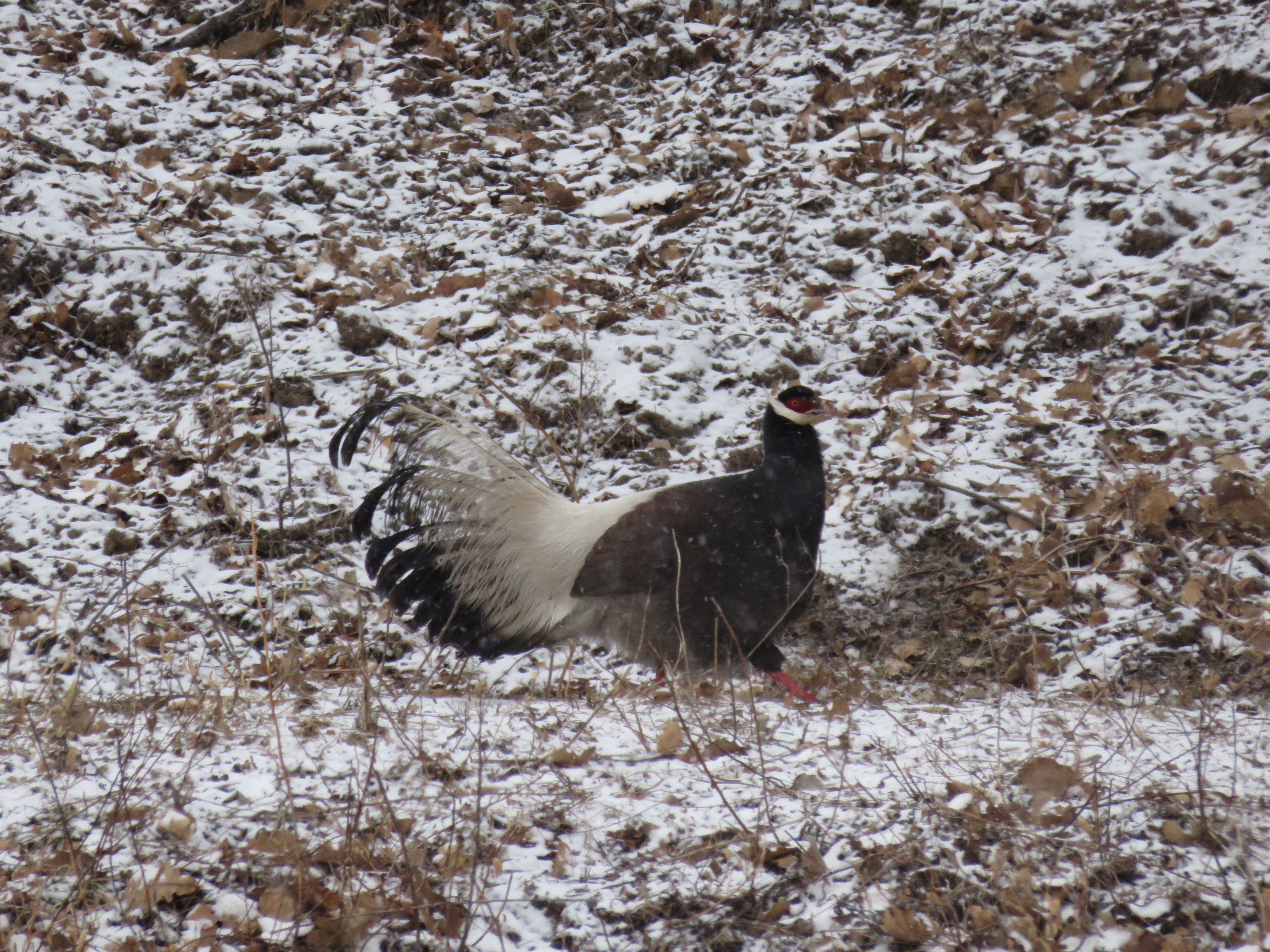 ɽʡ̫ɽֳֹϽƵֺȺӡ䡱ʳ