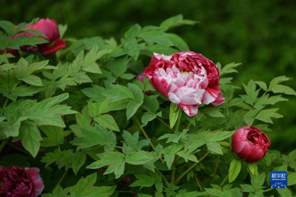 ɽ������������ҵ���������껪