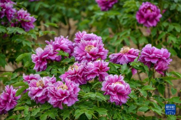 ɽ������������ҵ���������껪