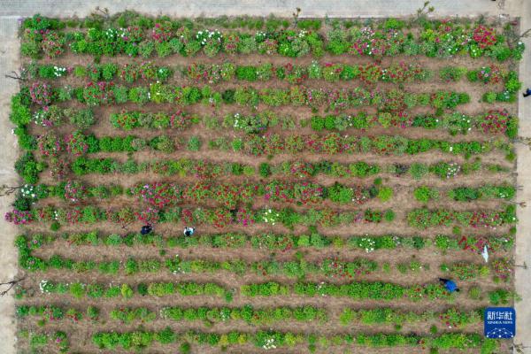 ɽ������������ҵ���������껪