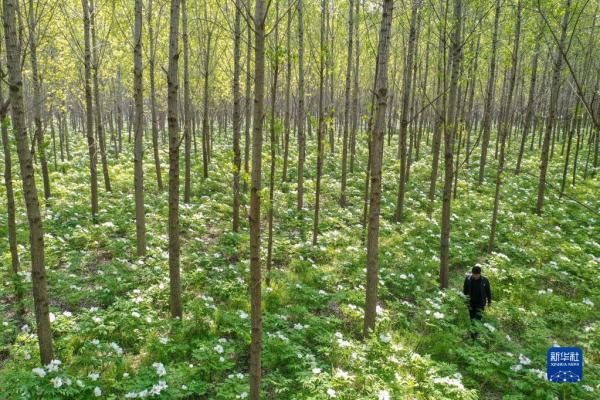 ɽ������������ҵ���������껪