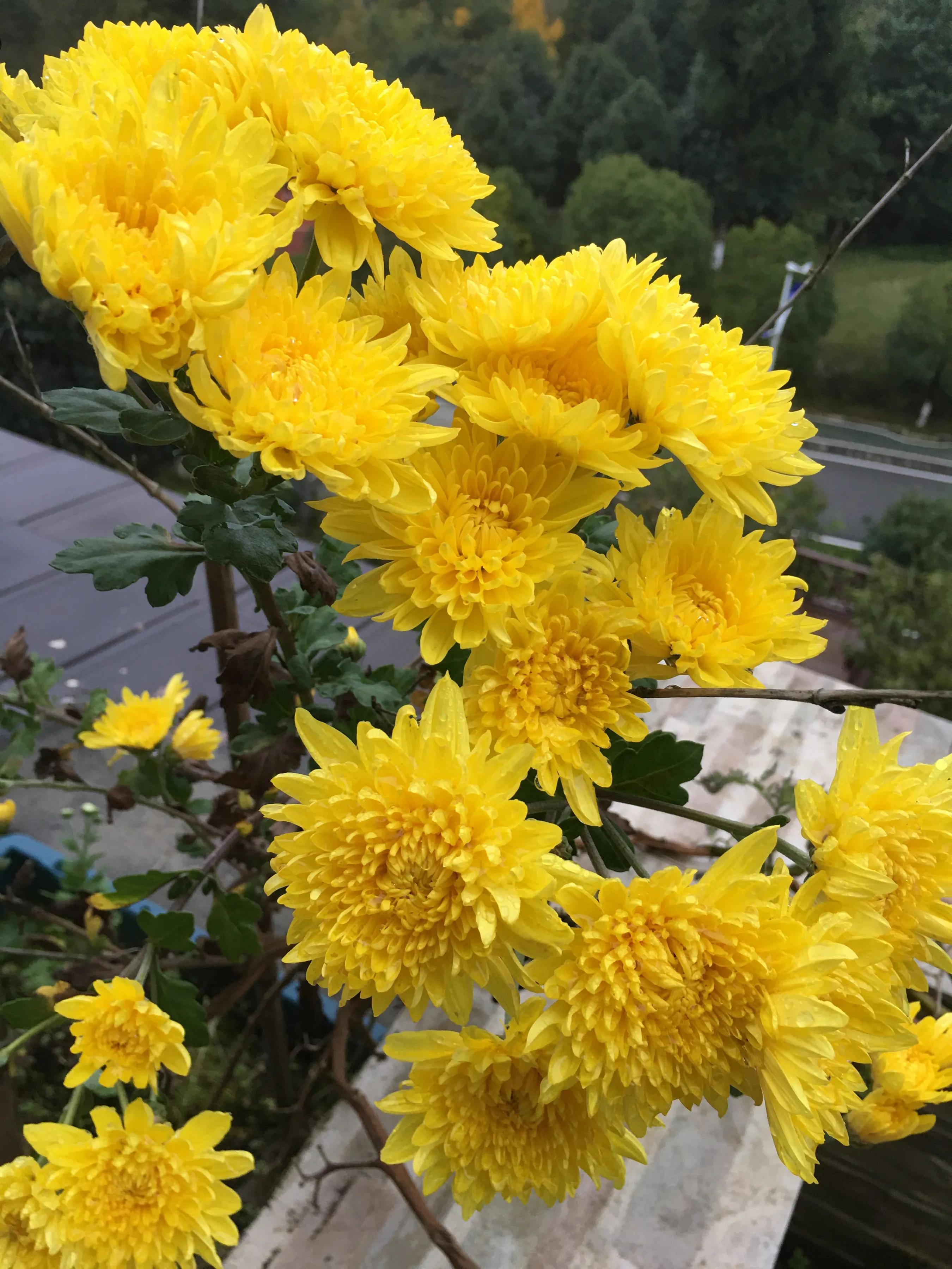 值得珍视的“江湖情结”—文瀚仪《春梦谁家经典》读后感 李玉真