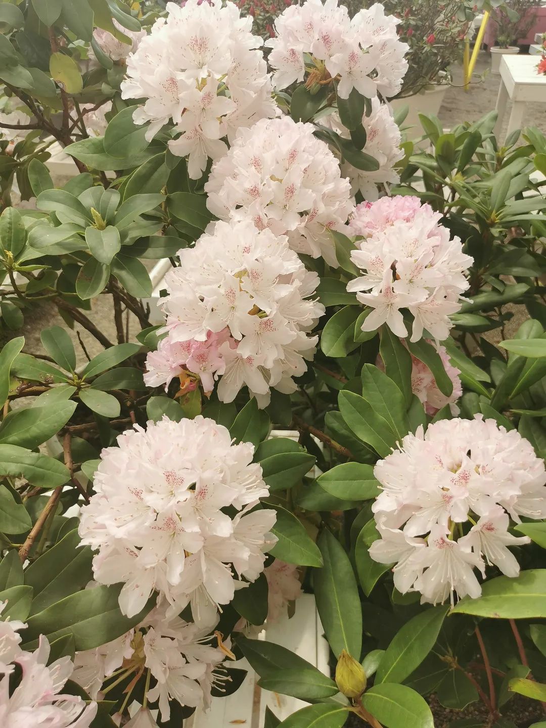 ��Լɽ�� �ž黨���������Ľ��й������գ��ž黨������������Լ